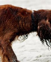 Kleintierpraxis Dr. Witschi Bild 1