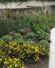 Stern Gartenbau AG Bild 7