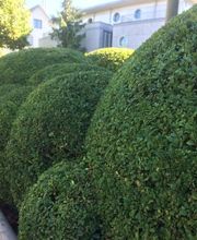 zehnder-garten GmbH Bild 14