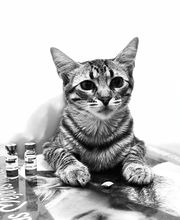 Clínica Veterinaria Roncal - Pilas imagen 6