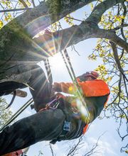 TreeUp Baumpflege Bild 4