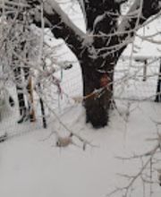 JARDIN DES MARMOTTES image 10