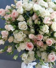Audrey Fleurs image 19