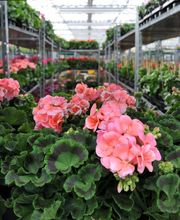 Grüner Holländer Berlin Bild 1