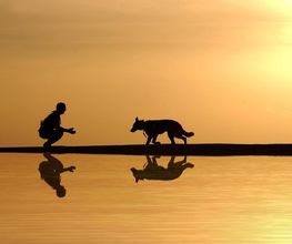 Dog's alpha Concept image 1