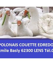 Artisanat polonais Couette Edredon Pierzyna Oreiller Richardson Disquaire image 1