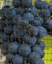 Cantina Böscioro Bild 7