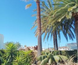 poda-palmera-washingonia-filifera-tarragona.jpg
