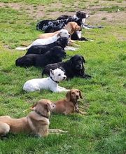 Dog College Franken Bild 3