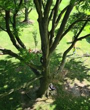Arbocaria image 2
