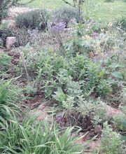 TI BEC FIN gourmandises-créoles image 10