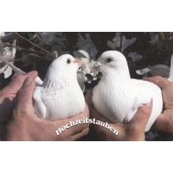 Hochzeitstauben Burlet