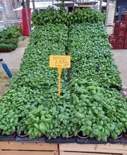 BJL Potager image 4