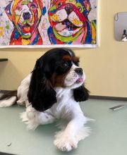 Happy Dog image 2
