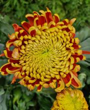 A la Rose d'Or image 2