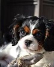 Elevage Vallée Du Léguer EARL image 5