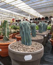 Jardins Issler image 3