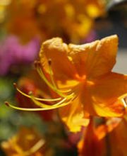 schädeli gartenbau ag Bild 3