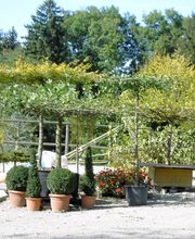 Baumschule Gehrig GmbH Bild 1