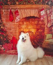 A L'eau Toutou image 8