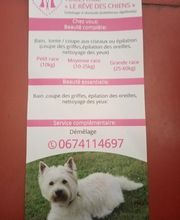 Le rêve des chiens image 4