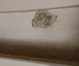Hauswartung Bruderer Bild 11