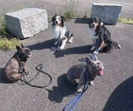 Focus Dogs Hundeschule KlG Bild 4