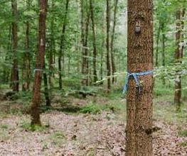 Freie Baumgrabstätten im FriedWald Dudenhofen sind mit einem farbigen Band gekennzeichnet.