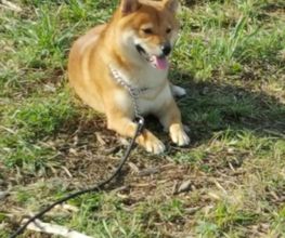 Educa'Dog image 4