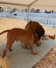 V.I.Pets Gossau Bild 10