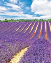 PROVENCE & EVASIONS ARLES image 4