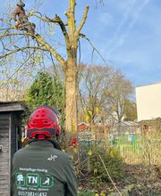 Baumpflege Niedrig – Tim Niedrig Bild 3