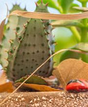 Die Idee Blumen & Geschenke Bild 1