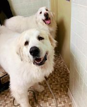 Town & Country Veterinary Clinic image 11