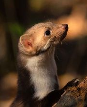 Logicomed Sagl Bild 8