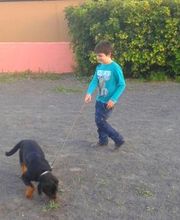 Residencia canina Tarazona imagen 4