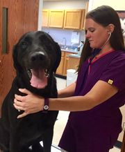 Germantown Hills Animal Hospital image 13