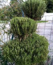 L allée des verts image 4