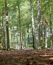 Verschiedenste Baumarten ergeben ein harmonisches Bild im FriedWald Michelstadt.