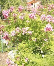 Elztal Gartenbau Bild 40