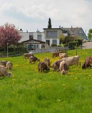 Familie Menzi Bild 5