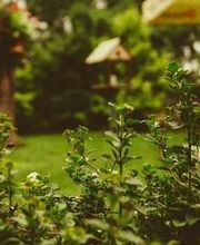 Noir jeson Espace vert LUGI image 2