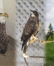 Cheyenne Pet Clinic image 1