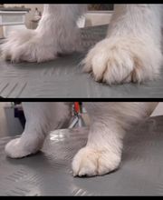 Hundesalon Farah Bild 6