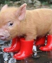 Charcuterie Laurent Sébastien image 10