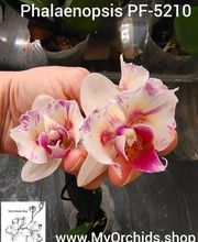 MyOrchids.shop Bild 11