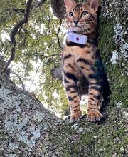 Chatterie Panthera du Maquis image 3