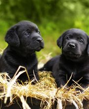 Reinado Canino imagen 12