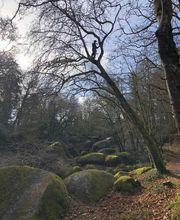 Breizh Arborescence image 2