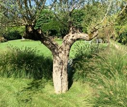 Royal Jardin sarl Bild 10